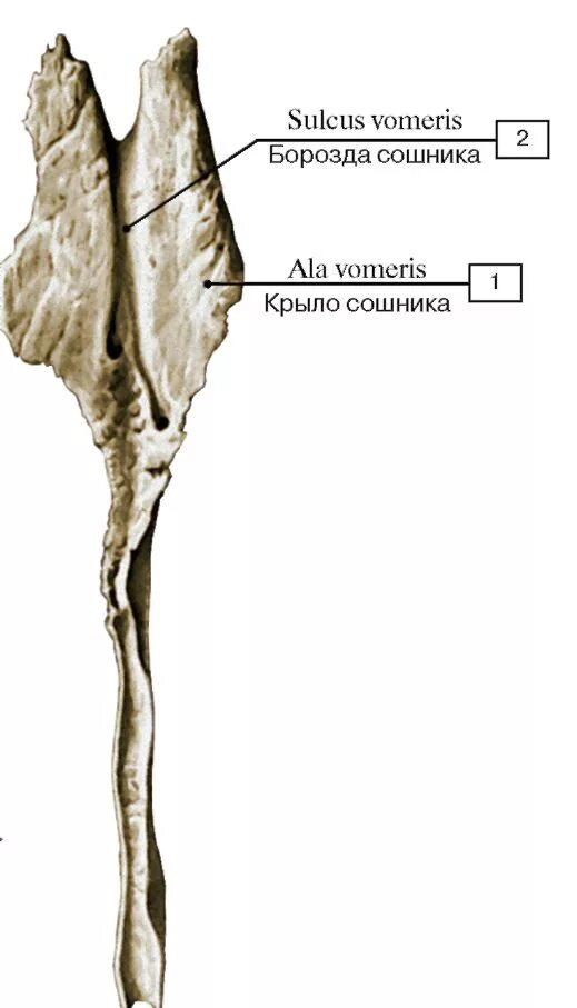 Сошник кость. Сошник кость анатомия. Сошник кость строение. Сошник кость анатомия строение. Сошник анатомия Синельников.