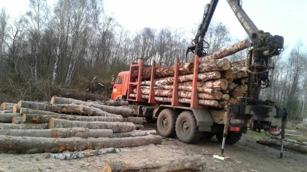 Урал фискарс лесовоз. Дрова долготье. Лесовоз с березой. Дрова берёза в лесовозе камаз. Скания лесовоз дрова береза.