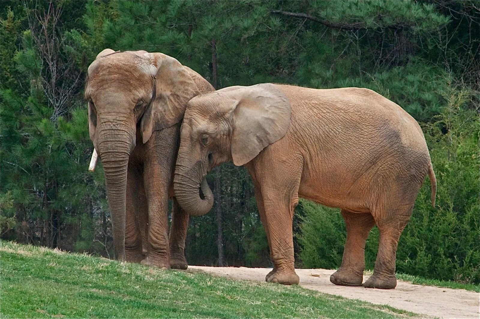 Слоны. Два слона. Слоны фото. Красивый слон. Two elephants