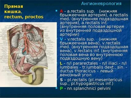 Половая артерия