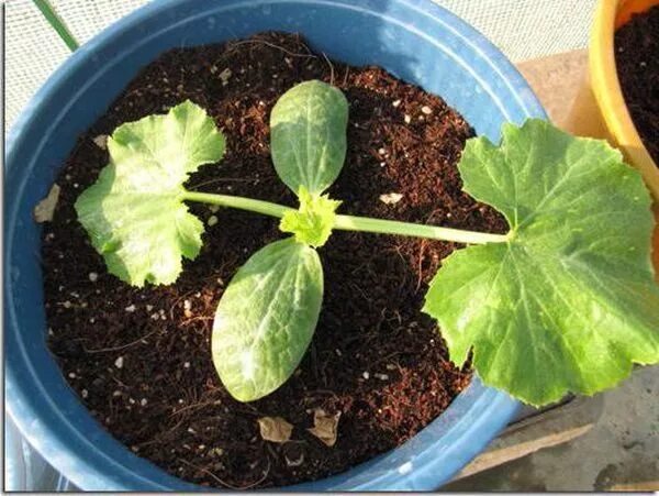 рассада кабачков. рассада кабачков цукини. рассада кабачков. рассада огурцов и кабачков. кабачки рассада.