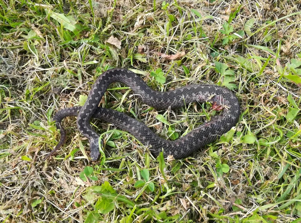 Гадюка Болотная гадюка. Гадюка Радде. Палестинская гадюка (Vipera Palaestinae). Боровая гадюка.