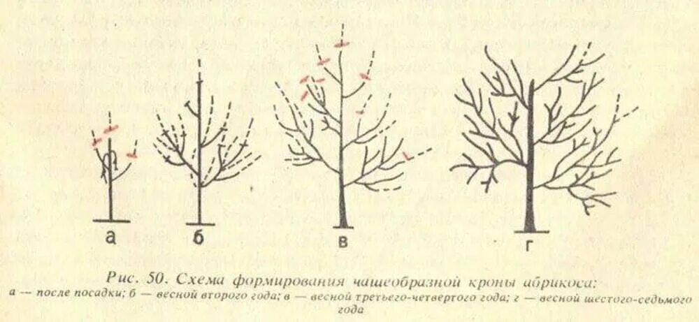 Обрезка плодовых деревьев весной абрикос. Формирующая обрезка абрикоса весной схема. Схема обрезки яблони весной. Подрезка яблонь весной схема. Обрезка абрикоса весной как обрезать дерево правильно