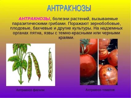 Болезни вызываемые растениями