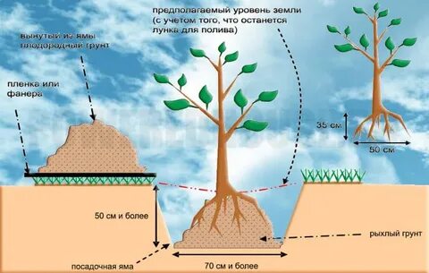 В какое время садить деревья