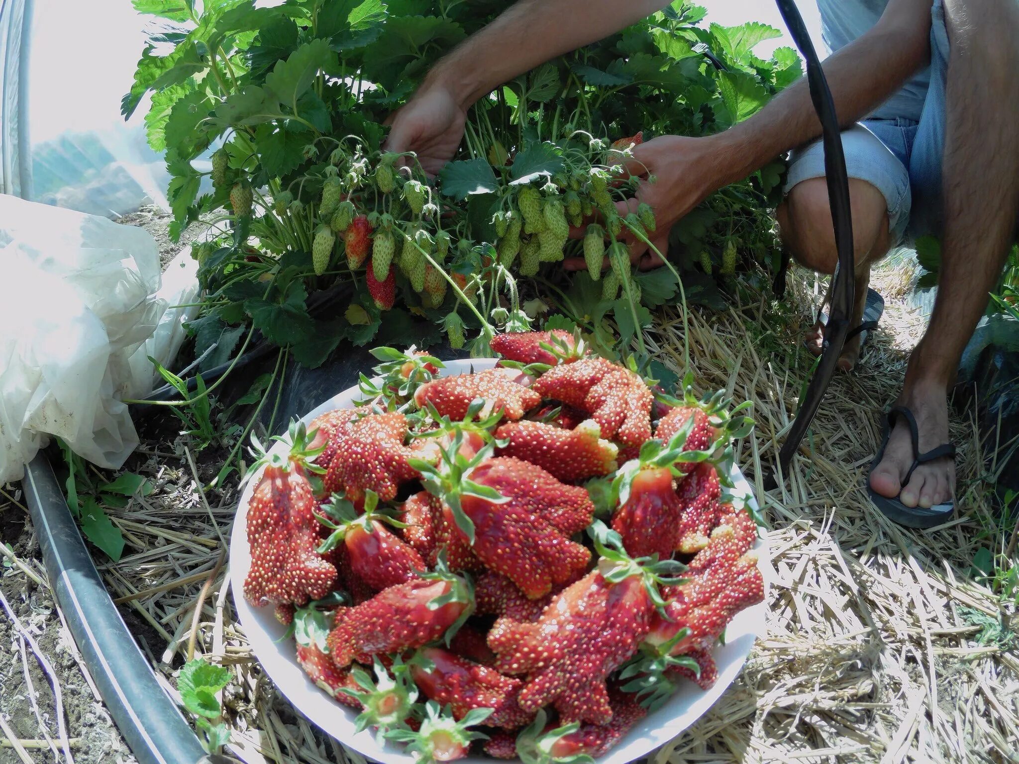 Клубника Купчиха. Сорт клубники Купчиха. Рассада клубники Купчиха. Сорта клубники в Крыму. Клубника купчиха купить саженцы