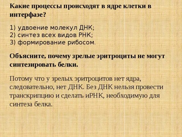 Какие процессы происходят в ядре интерфазе. Какие процессы происходят в ядре интерфазе