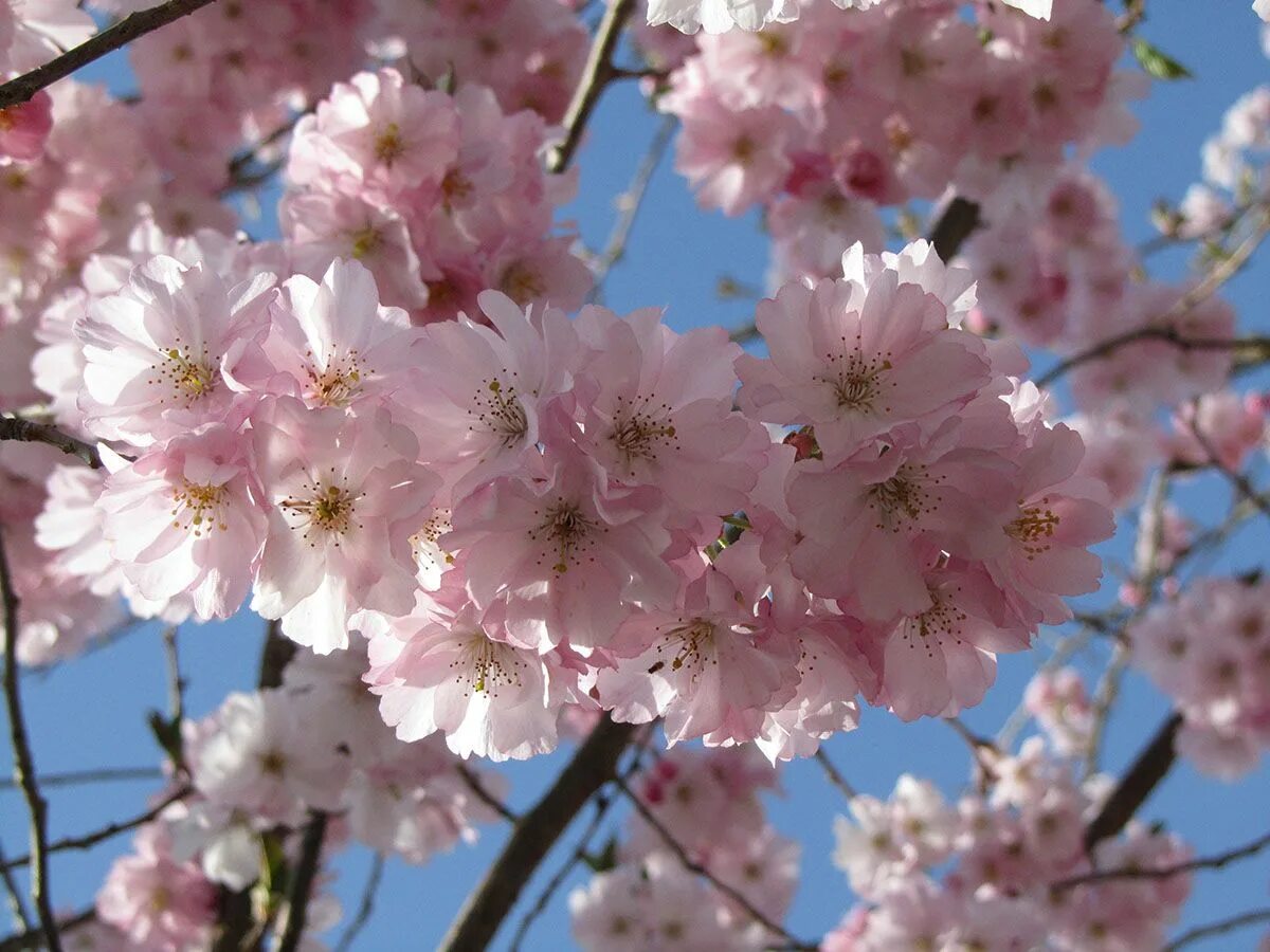 Prunus перевод. Вишня Prunus Accolade. Прунус (Prunus). Прунус Пинк. Вишня Акколэйд.