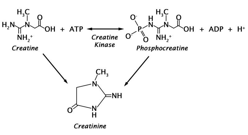 Creatinine. Креатин в фосфокреатин. Creatine kinase Reaction. Креатинин картинки. Креатинин действие