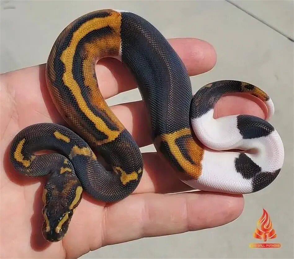 Axanthic Calico Morph List World of Ball Pythons Ball python, Ball python mo