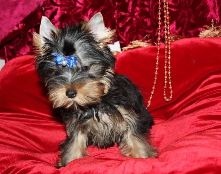 йоркширский терьер цвет волос. йоркшир терьер. чистокровный йоркширский терьер. йоркширский терьер стандарт. йоркширский терьер породы собак.