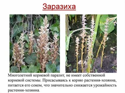 Утрата хлорофилла у растения заразихи формирование