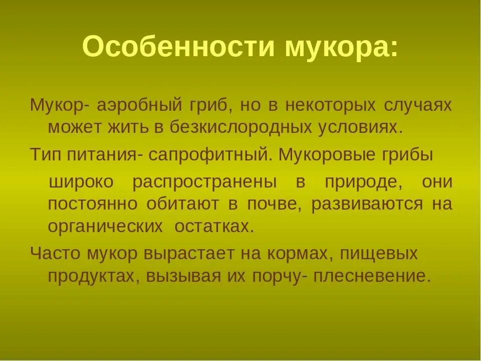 Какое значение гриба мукора в жизни человека. Гриб мукор особенности. характеристика мукора. мукор особенности. характеристика грибницы мукора.
