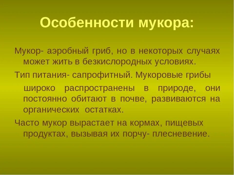 Мукор особенности