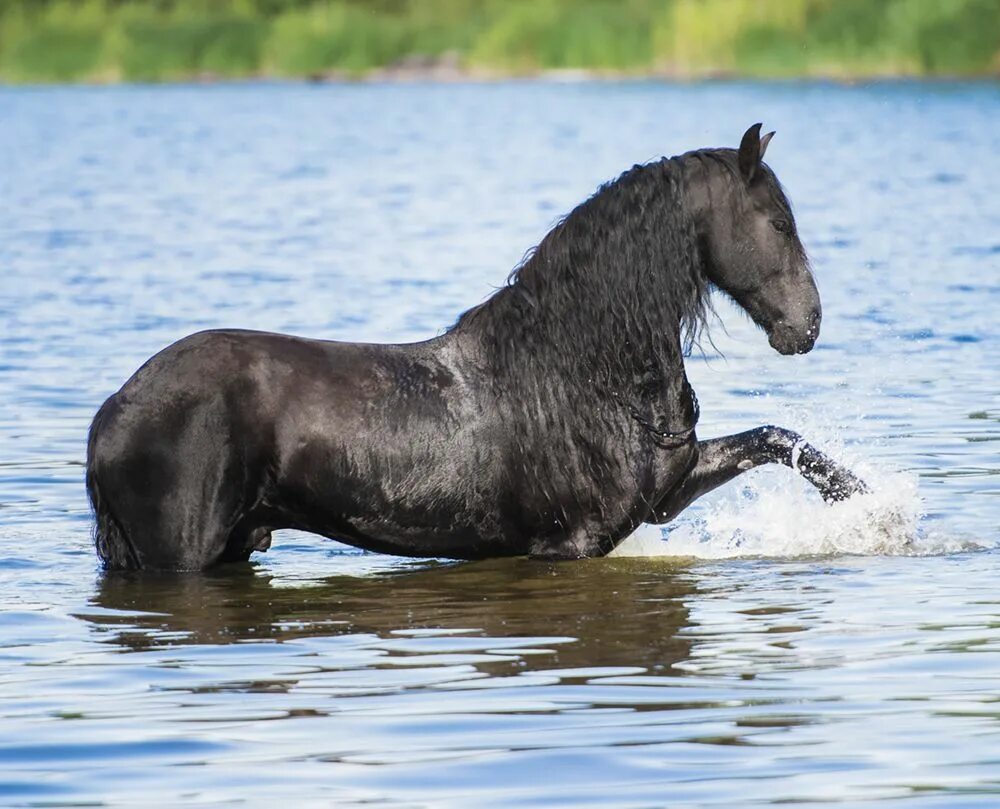 Водяная лошадь это. Фризская лошадь вода. Черная водяная лошадь. Фото лошадей в воде. Черная водяная лошадь фото.