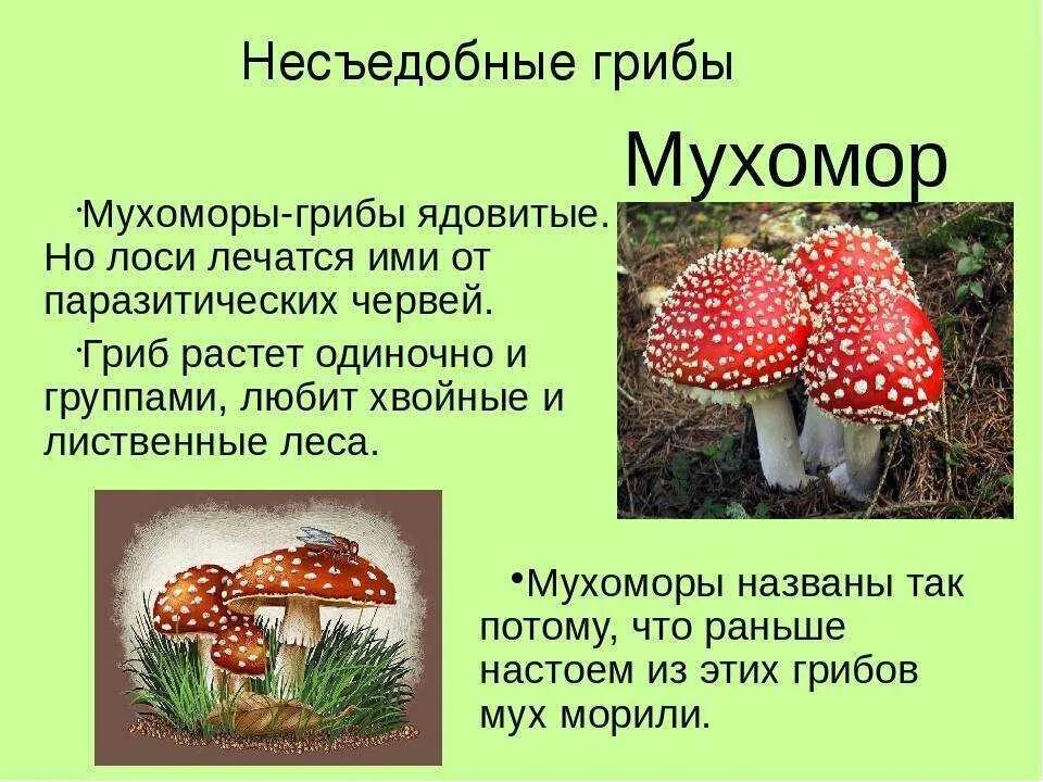 Несъедобные грибы мухомор описание. Доклад про грибы 3 класс окружающий мир мухомор. Ядовитый гриб мухомор доклад. Гриб мухомор описание для 3 класса.