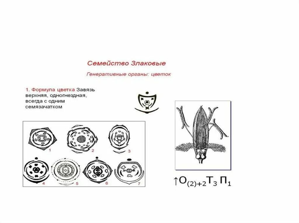 Какую формулу цветка имеют злаки. Семейство Мятликовые диаграмма цветка. Семейство злаковые диаграмма и формула цветка. Злаки формула цветка и диаграмма. Диаграмма цветка злаковых схема.