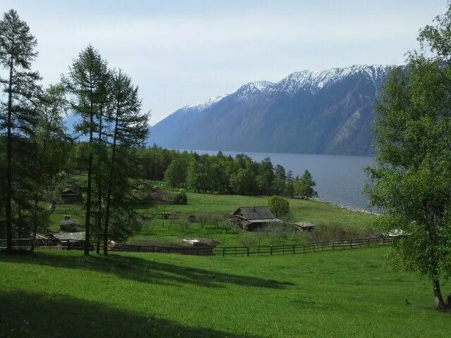 Кордон чодро. Кордона алтайский. Кордона алтайский. Центральная усадьба алтайского заповедника. Куркичу горный алтай.