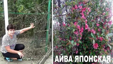 Айва обрезка и формирование