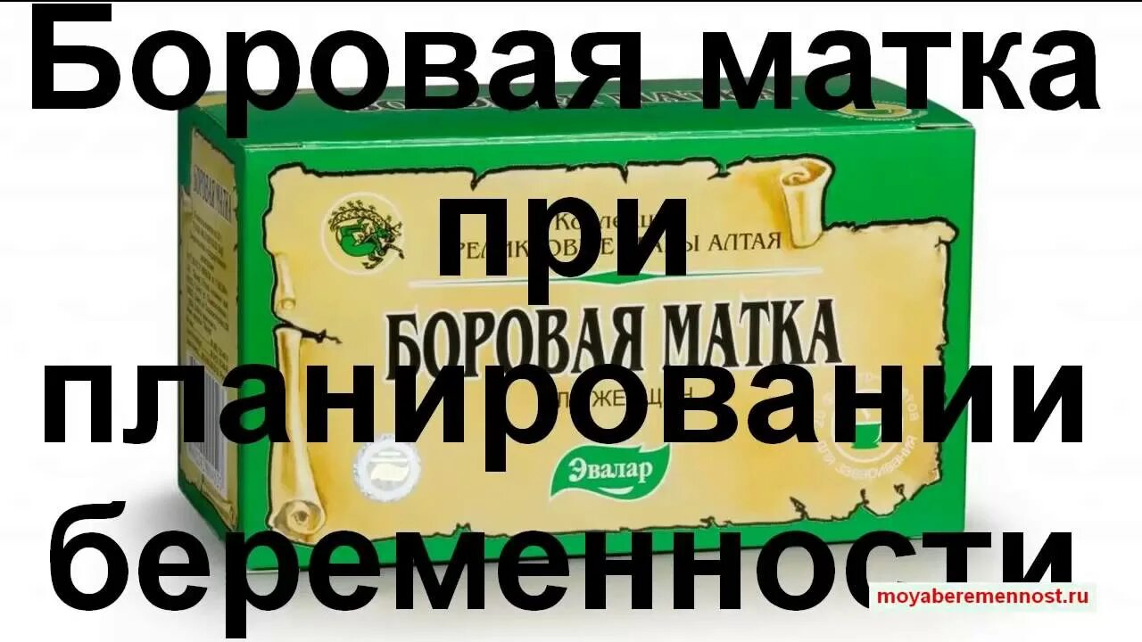 Боровая матка для беременности. Боровая матка для зачатия. Боровая матка для беременности. Боровая матка забеременела. Боровая матка форте.
