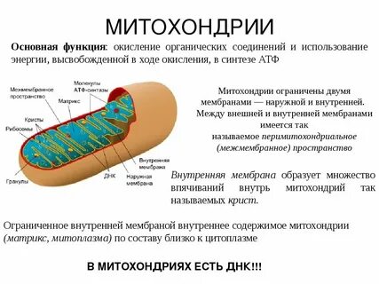 Изучение строения митохондрий метод биологии
