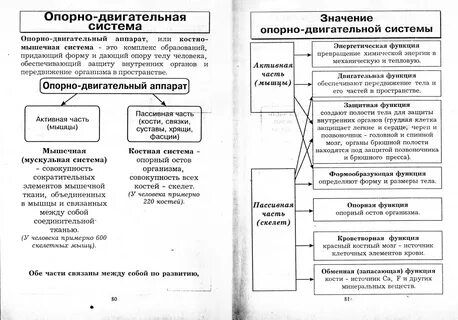 Человек в таблицах и схемах