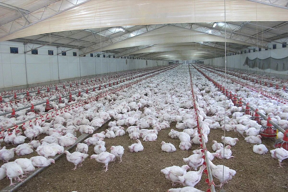 Poultry Farm of Chicken Planet птицеферма куриная Планета. Ангар птичник. Тентованный птичник. Птицеферма в ангаре.