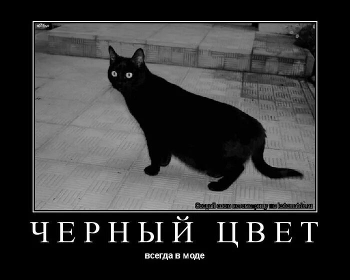 Береги на черный день. Черный кот высказывания. Приколы про черных котов. Черный кот прикол. Фразы про черных котов.