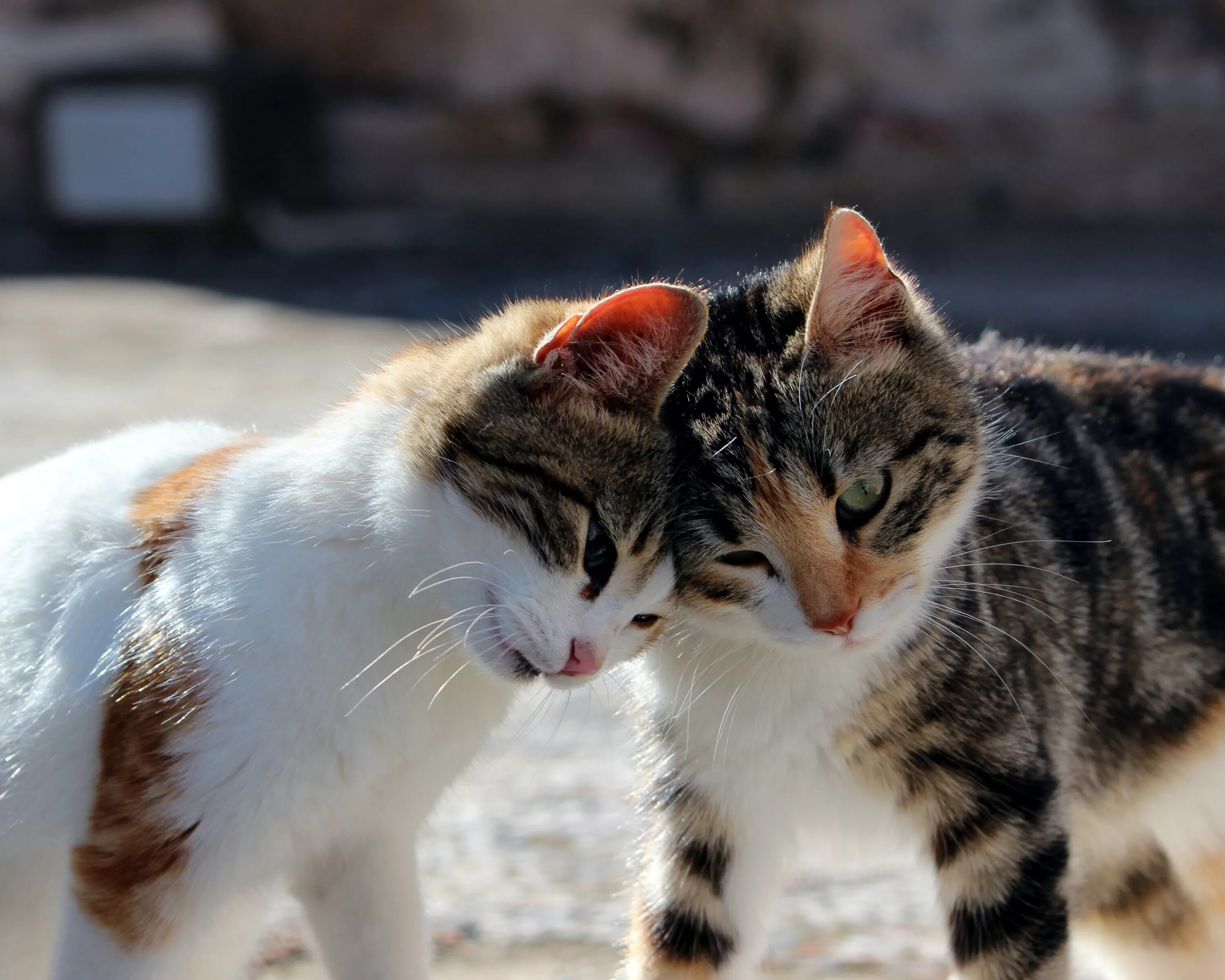 Кошечки любовь. Котики обнимаются. Два котика. Кошки любовь. Две кошки обнимаются.