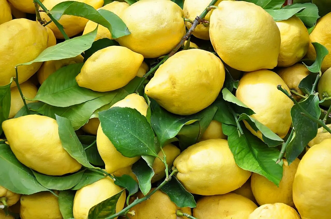 Лимон. Лимон Интердонато. Лимон (Cítrus). Лимон сорт коммуне. Сицилия цитрусовые.