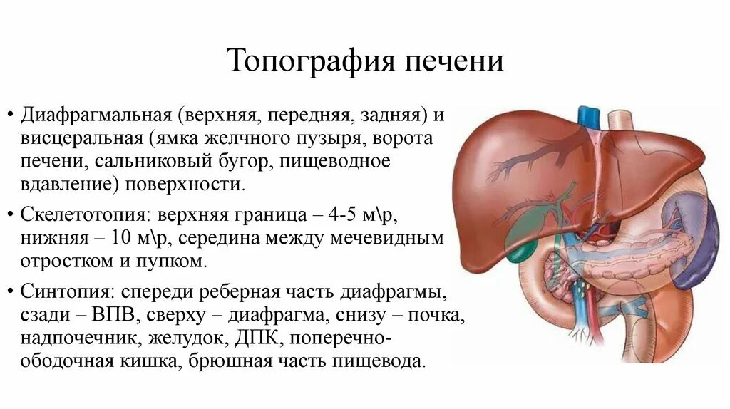 Печжелчный пузырь топография. Желчный пузырь расположение строение анатомия. Печень топография строение функции. Топография печени синтопия.