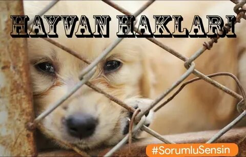 hayvan hakları png: Yandex Görsel'de 1 bin görsel bulundu