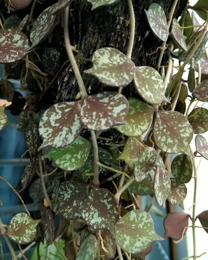 Хойя куртиси. Хойя куртиси (curtisii). Хойя curtisii Silver. Hoya curtisii/Хойя куртиси.