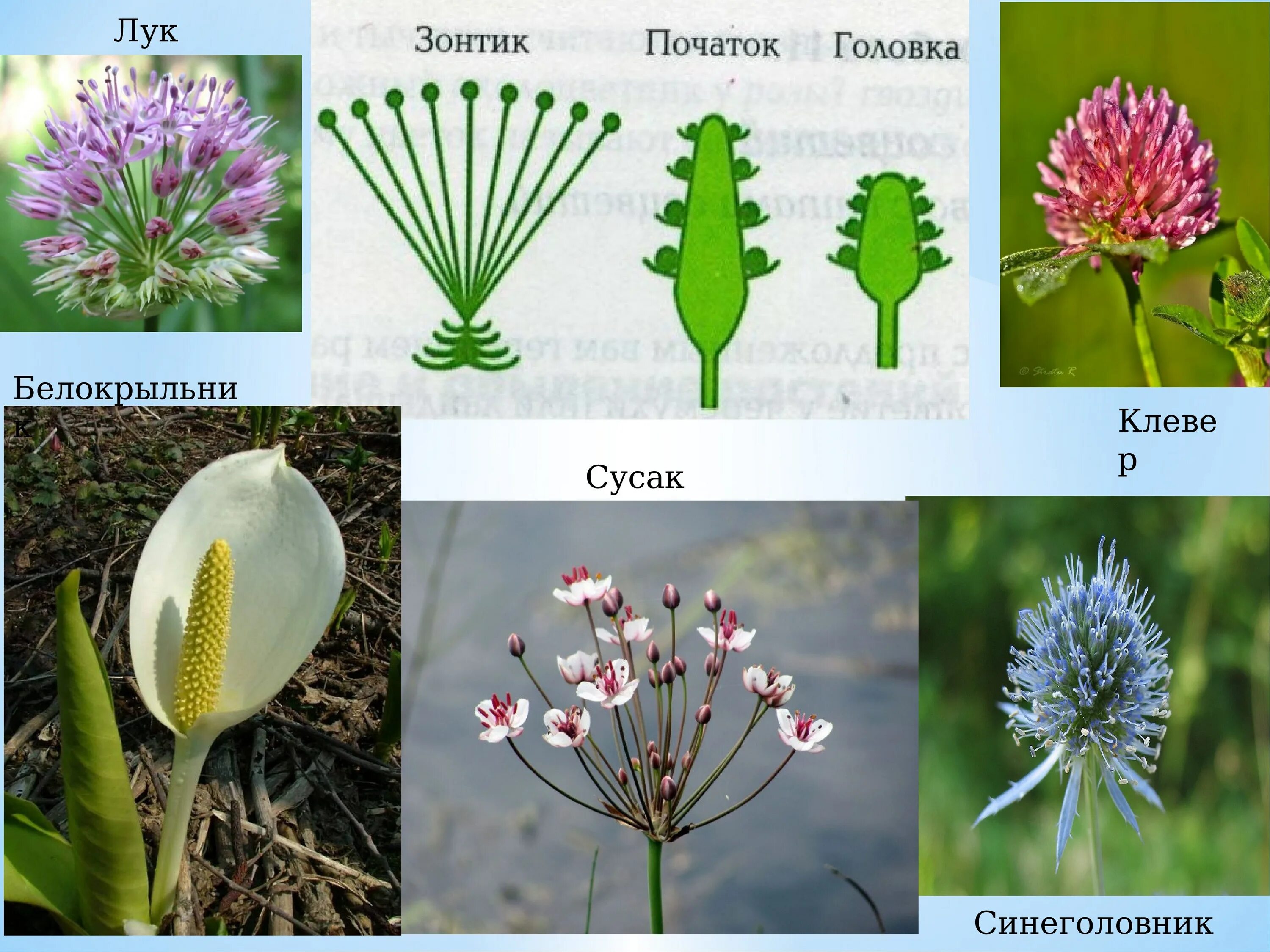 Соцветие. Соцветия растений. Соцветие початок. Растения имеющие соцветие головка. Примеры простых цветков