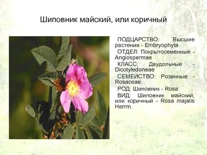 Систематическое положение шиповника дикого