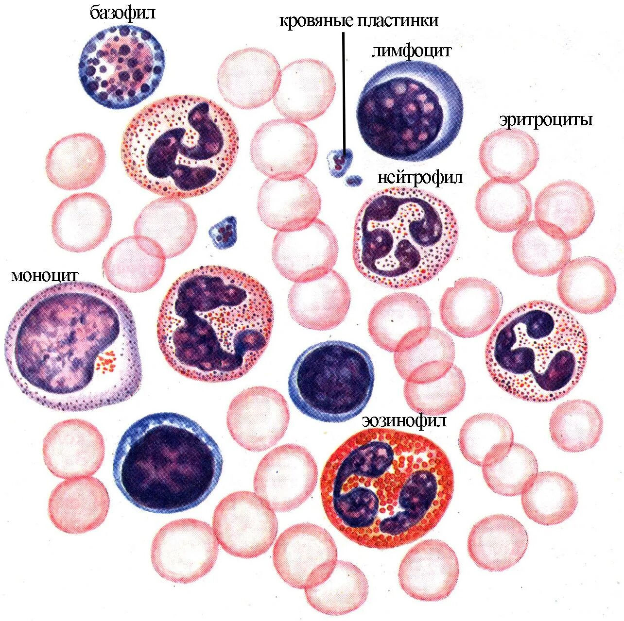 Форменные элементы крови нейтрофилы. Клетки крови мазок гистология. Кровь человека эритроциты лимфоциты нейтрофилы. Как выглядят лейкоциты под микроскопом. Эозинофилы 2 базофилы 2