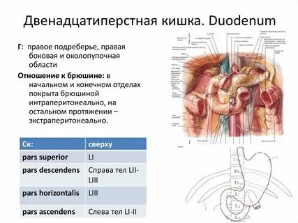 12 п кишка