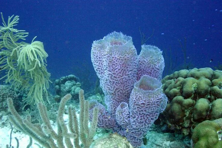 Sponge sea: лицензируемые стоковые фотографии без лицензионных платежей (роялти)