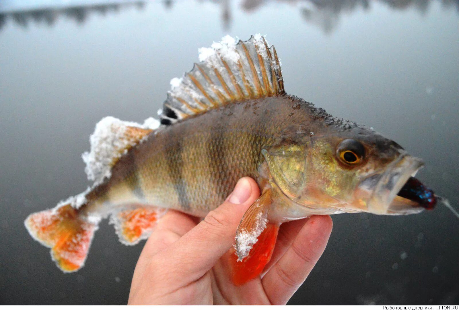 Судак взрослая особь. Различия судак берш окунь. Окуневые рыбы представители. Судак ерш. Королевский ерш носарь.