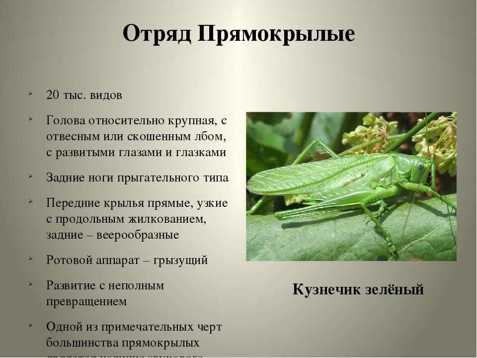 Таблица по биологии 8 класс прямокрылые Презентация на тему "Отряды насекомых Таракановые, Прямокрылые, Уховёртки, Подён
