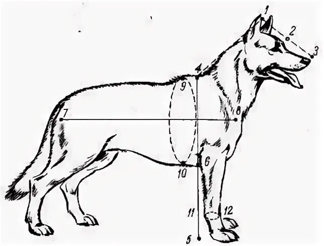 Высокая холка формирующая. Точки взятия промеров у собак. Экстерьер немецкой овчарки промеры. Холка у собаки. Промеры головы собаки.