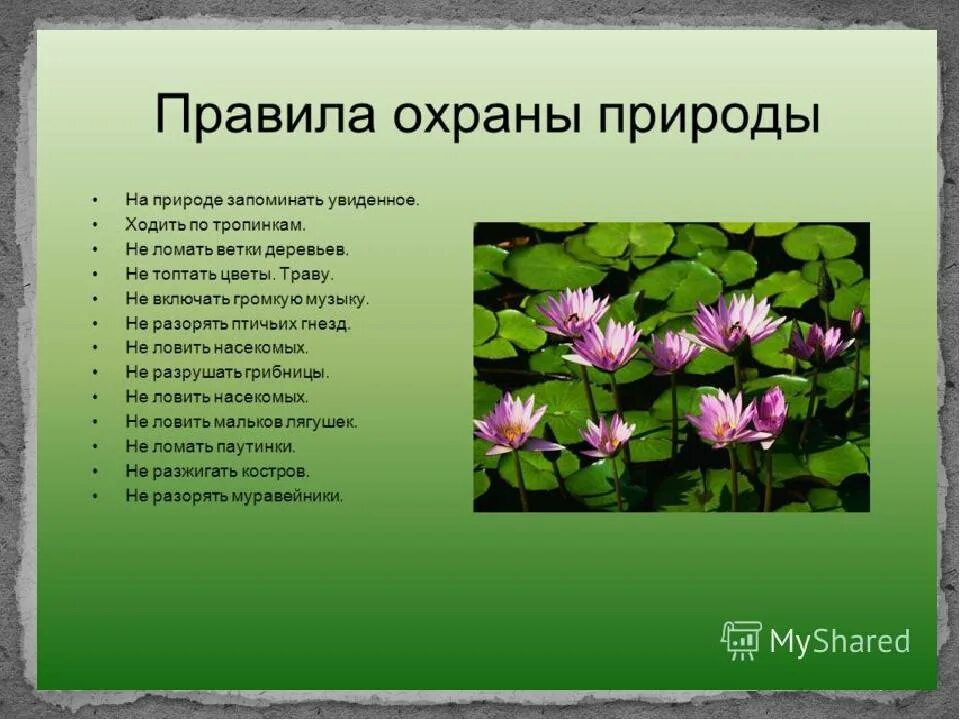 Технические виды растений. Способы охраны природы. Растения нуждающиеся в охране. Растения, нуждающиеся в охране природы.. Проект охрана природы.