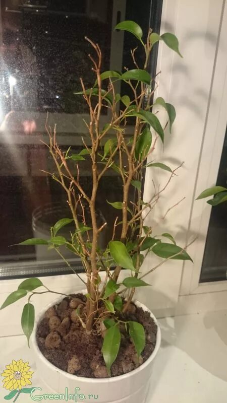 Удобрение для фикуса бенджамина. Реанимация фикуса бенджамина. Фикус абиджан (abidjan). Фикус бенджамина мелколистный росток. Фикус голден кинг.