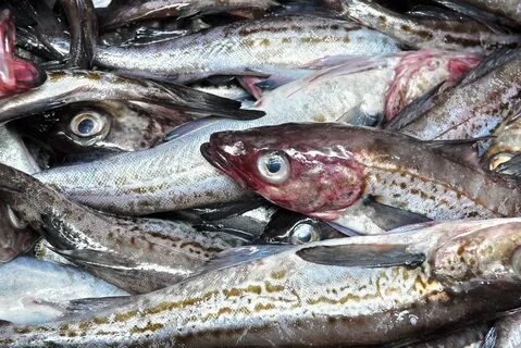 Рыбы охотского моря