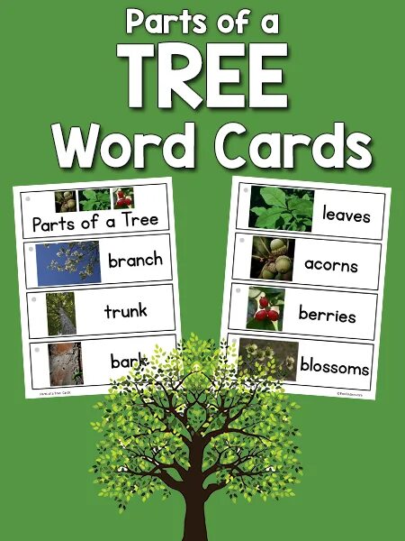 Tree words. Tree Word. Parts of a Tree Vocabulary. Trees Vocabulary for Kids. Tree Flashcard with Word.