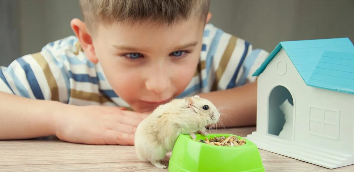 Pet hamster. Домашние питомцы для детей. Домашние питомцы хомяк. Домашние животные для детей. Хомячок для детей.