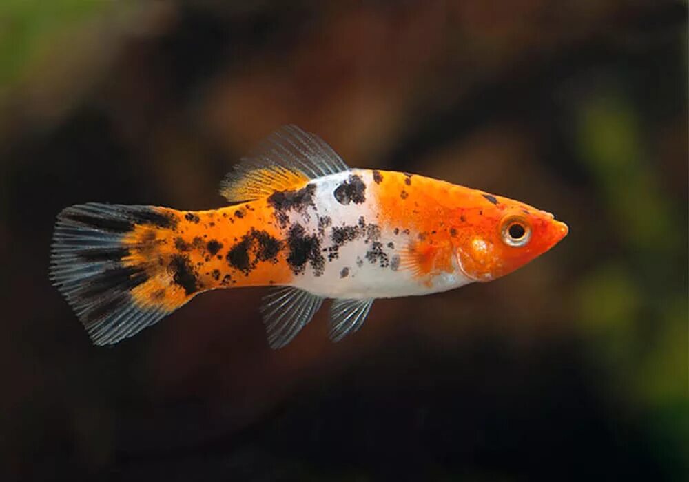 Меченосец санта клаус аквариумная рыбка. Меченосцы кои кохаку санта клаус. Меченосцы кои кохаку санта клаус. Меченосец кои. Меченосец кои санке.