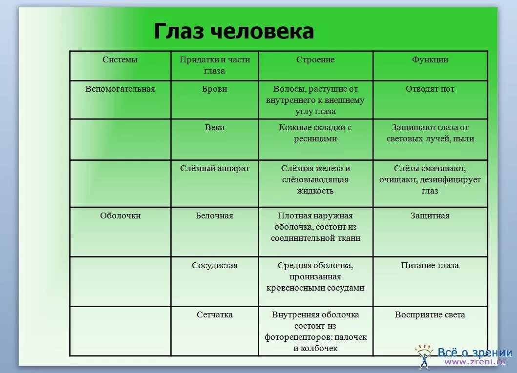 Строение оболочек глаза таблица. Строение и функции глаза таблица. орган зрения и зрительный анализатор таблица. таблица краткие сведения о строении и функции органа зрения. части глаза строение и функции таблица.