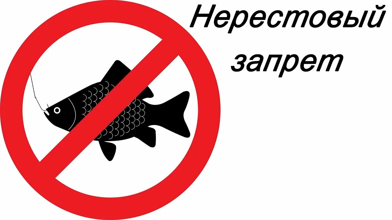 Нерестовый запрет 2023. Нерестовый запрет 2024 омск. Нерестовый запрет. Лицензионное соглашение на программное обеспечение. Нерестовый запрет 2024 омск.