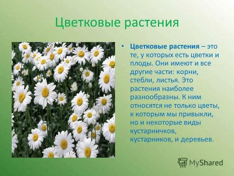 Читать про цветы. Легенды о разных цветах. Легенды о цветах. Рассказ разные цветы. Легенды о растениях.